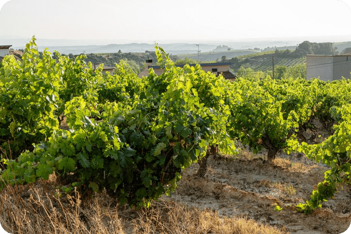 Sunlit grapevines in hillside vineyard