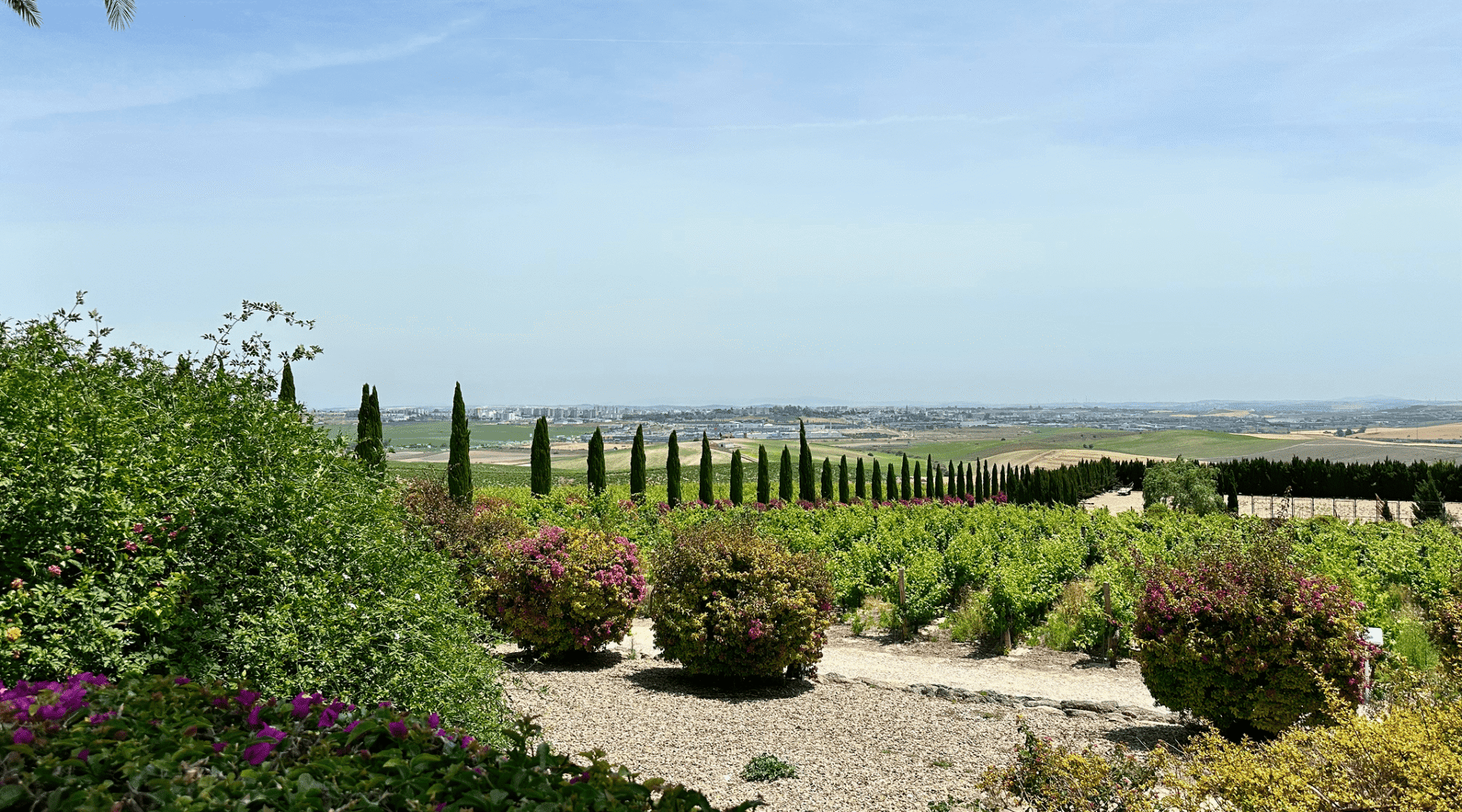 Vineyard with cypress-lined horizon
