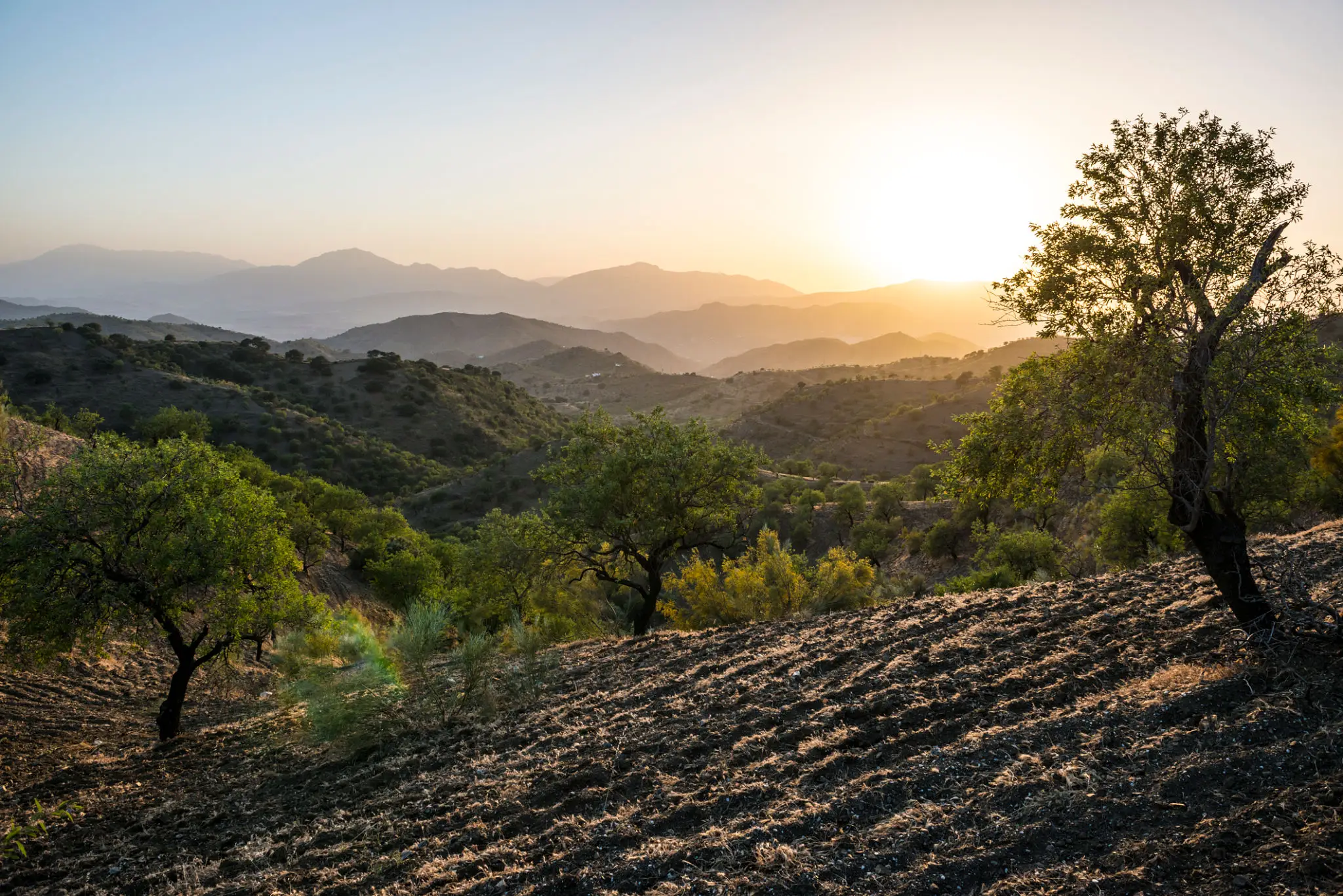 Sunset over terraced hills with olive trees