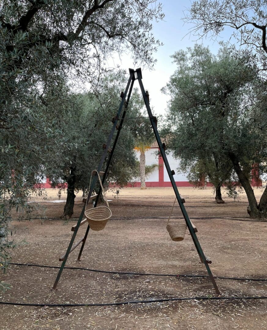 Metal tripod with hanging baskets among olive trees