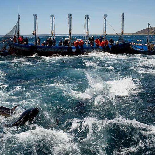 Seals splashing in rough sea beside boat