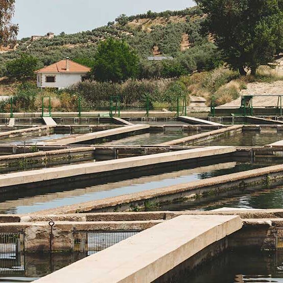 Rectangular fish farm ponds with concrete walkways