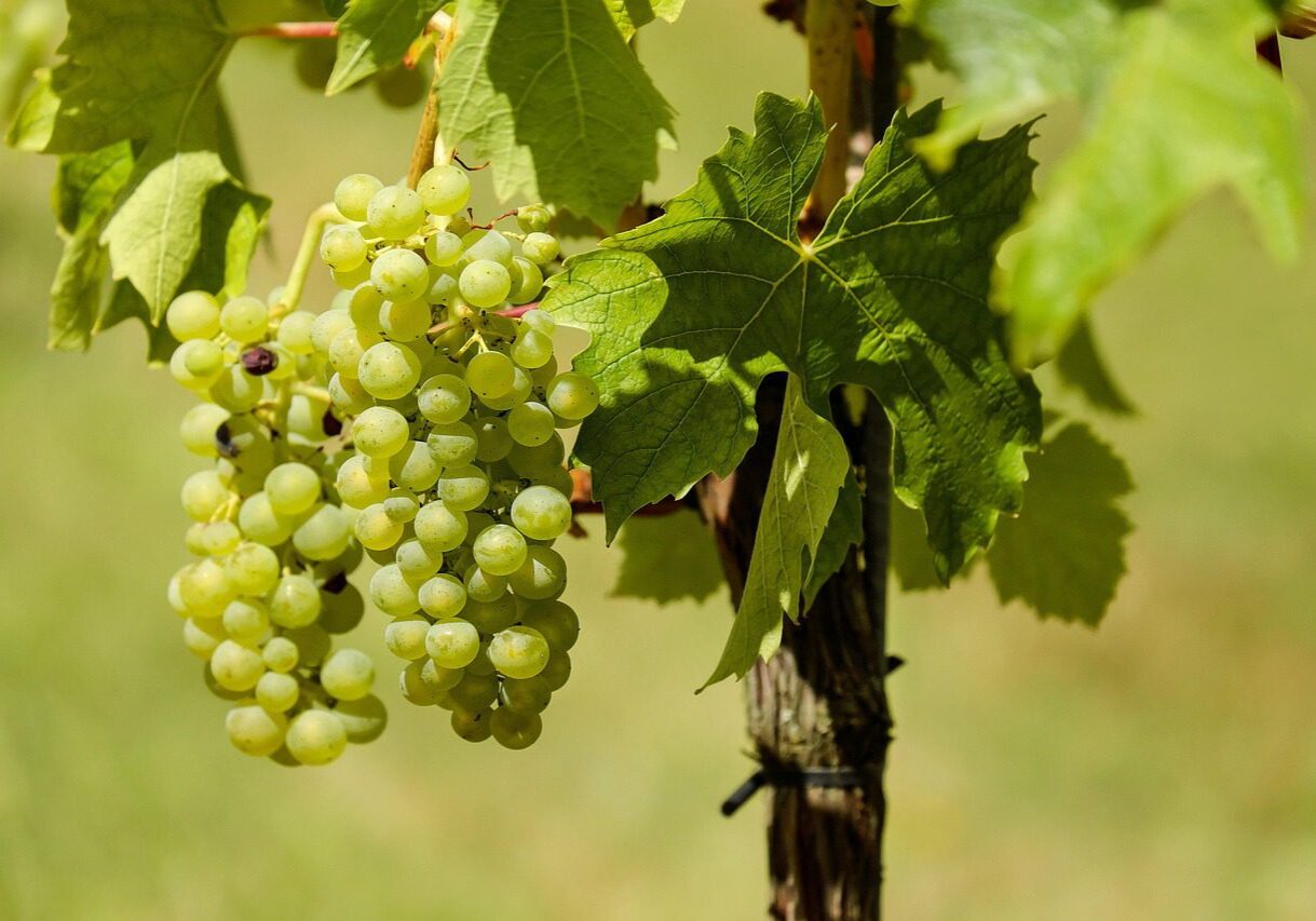 Bunch of green grapes on vine